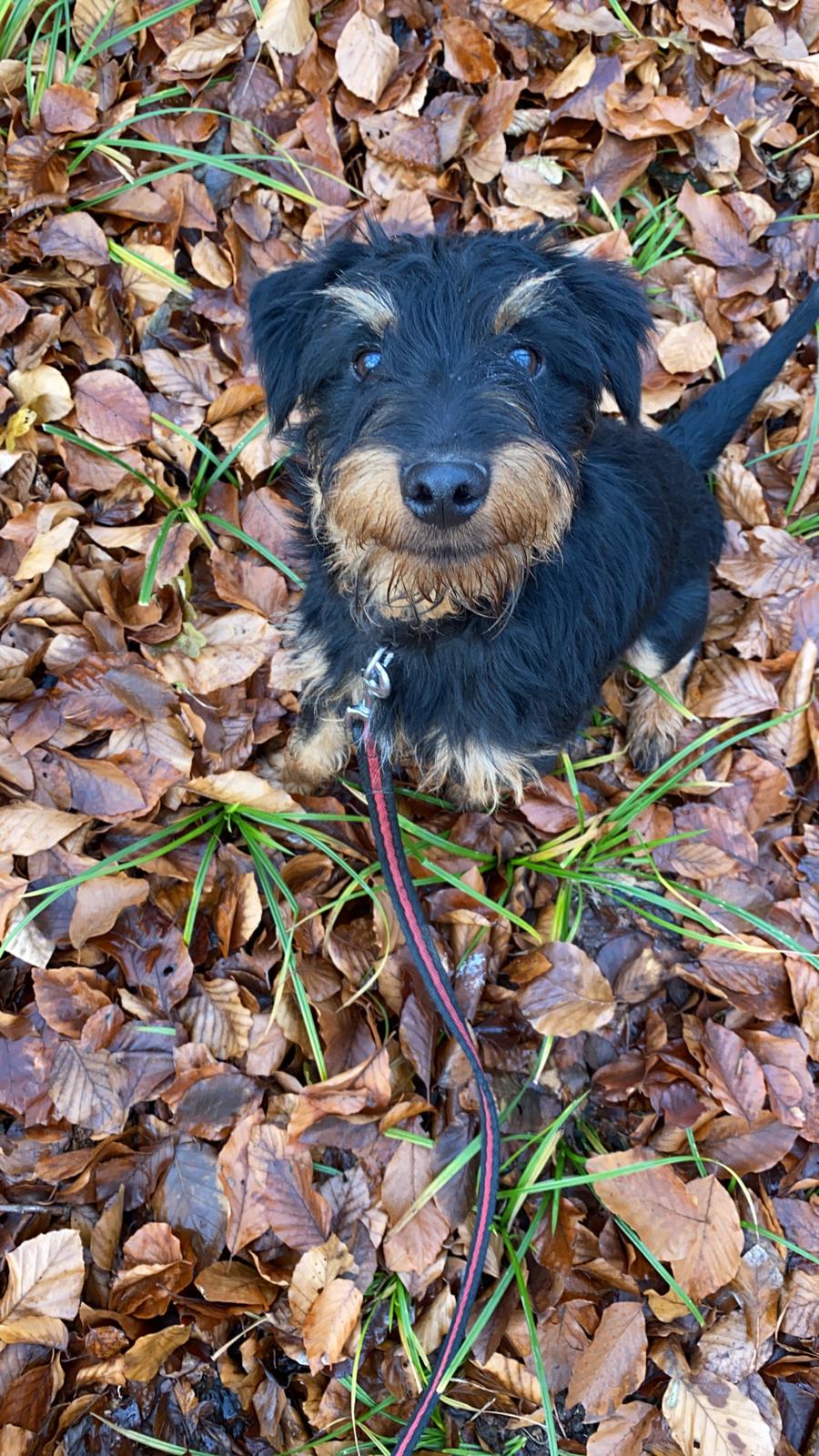 Matti der lachende Hund